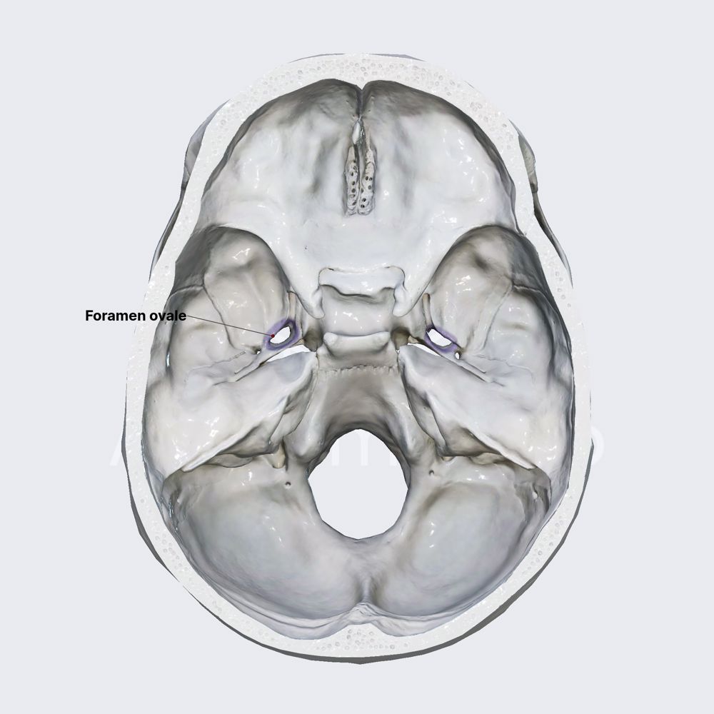 Foramen ovale