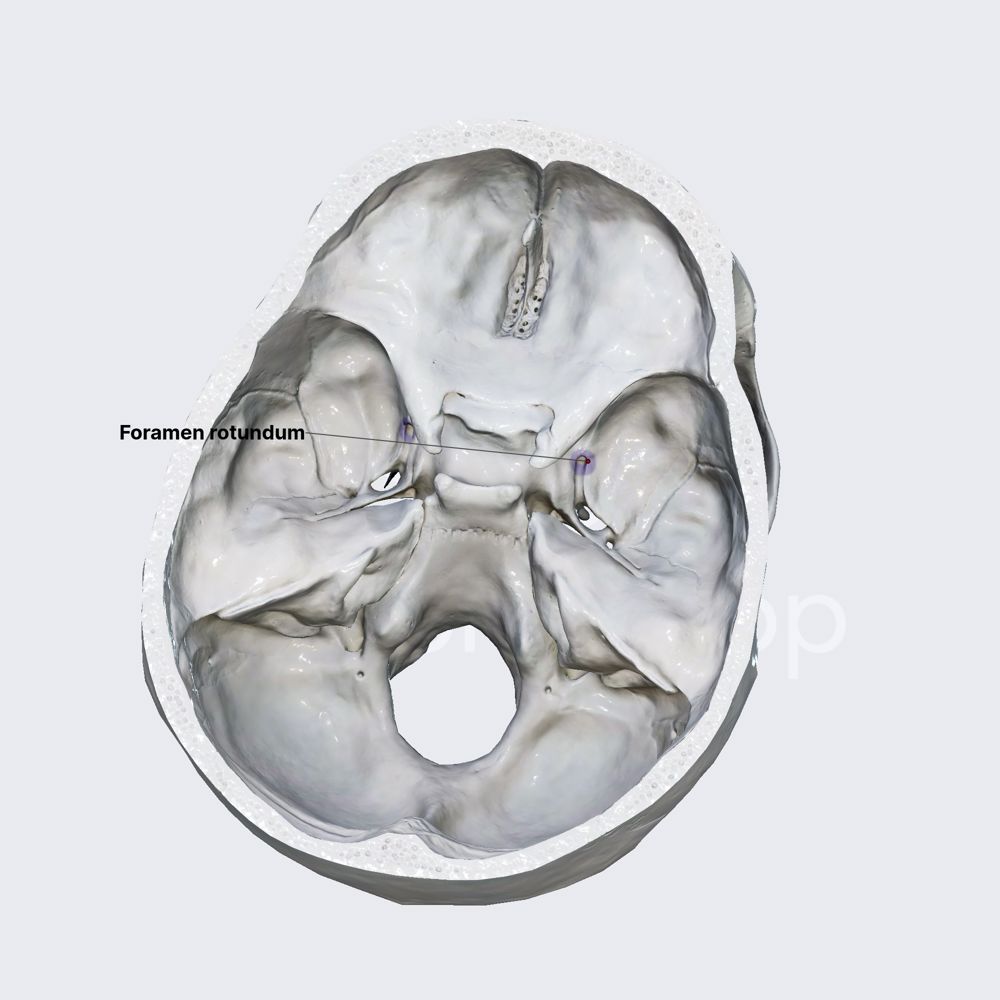 Foramen rotundum