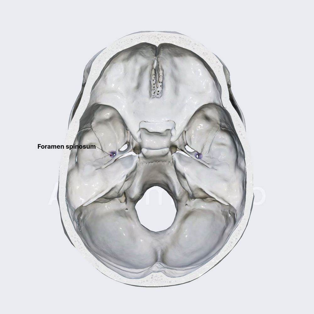 Foramen spinosum