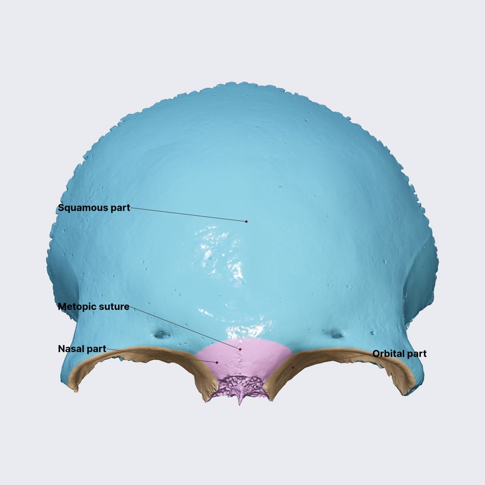 Frontal bone