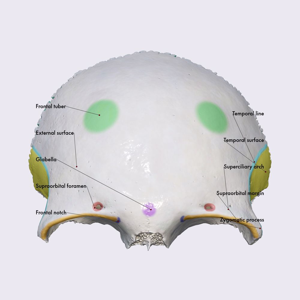 Frontal bone (squamous part)