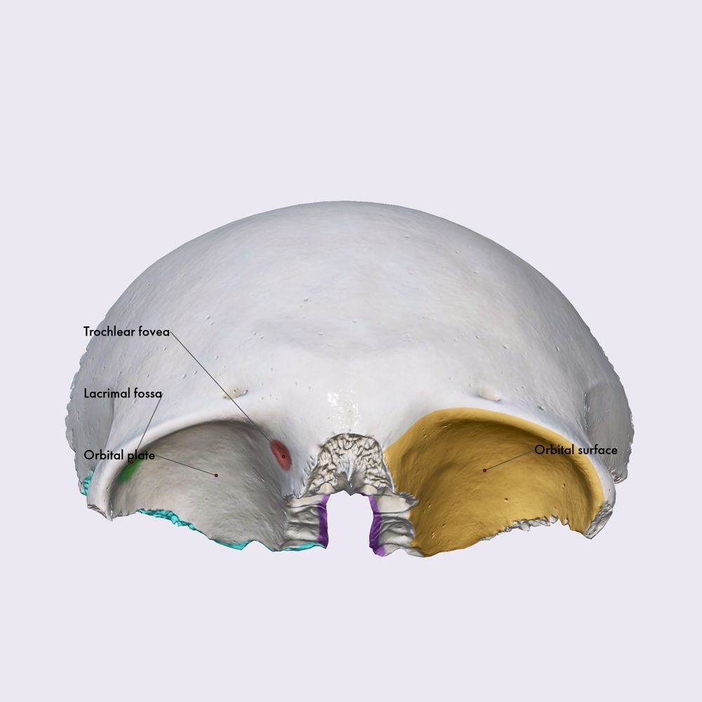 Frontal bone (orbital part)