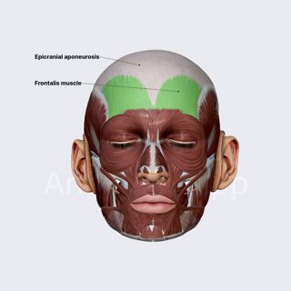 Frontalis muscle (frontal belly of occipitofrontalis) image