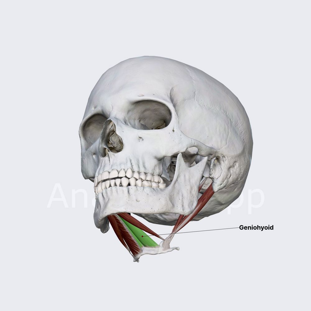Geniohyoid