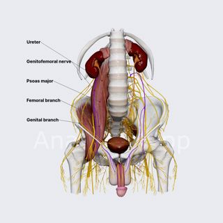 Genitofemoral nerve (male pelvis) image