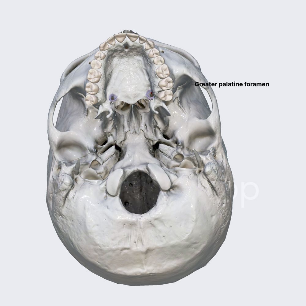 Greater palatine foramen