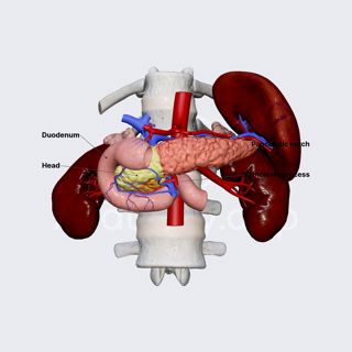Head of pancreas image