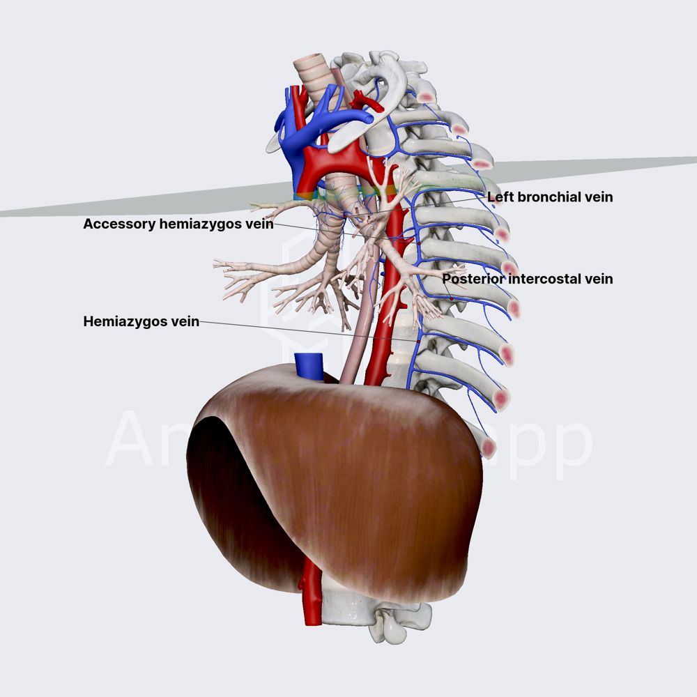 Hemiazygos and accessory hemiazygos veins