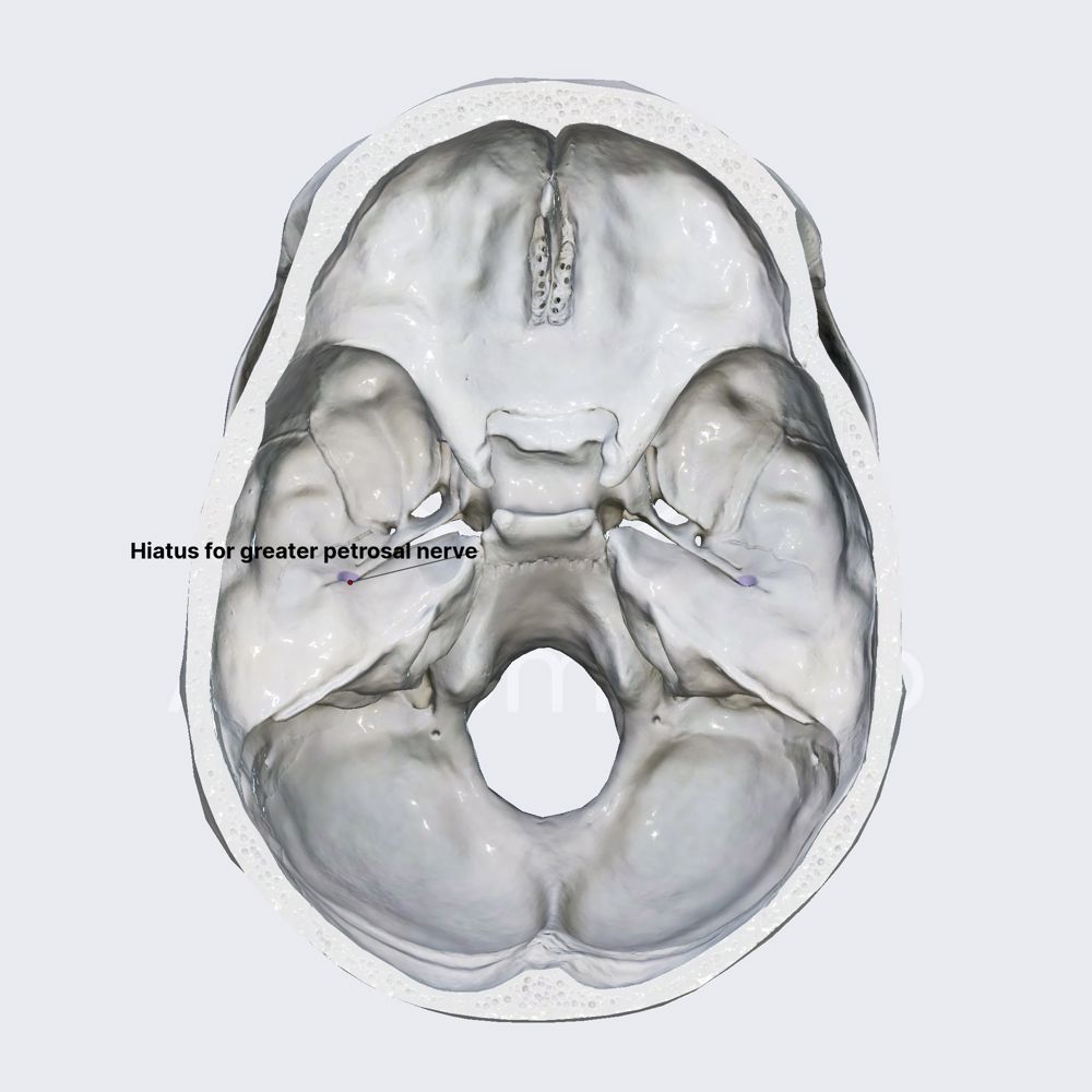 Hiatus for greater petrosal nerve