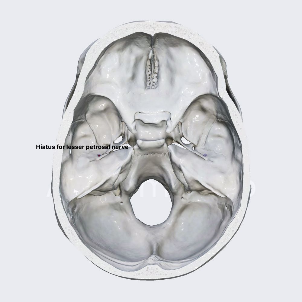 Hiatus for lesser petrosal nerve