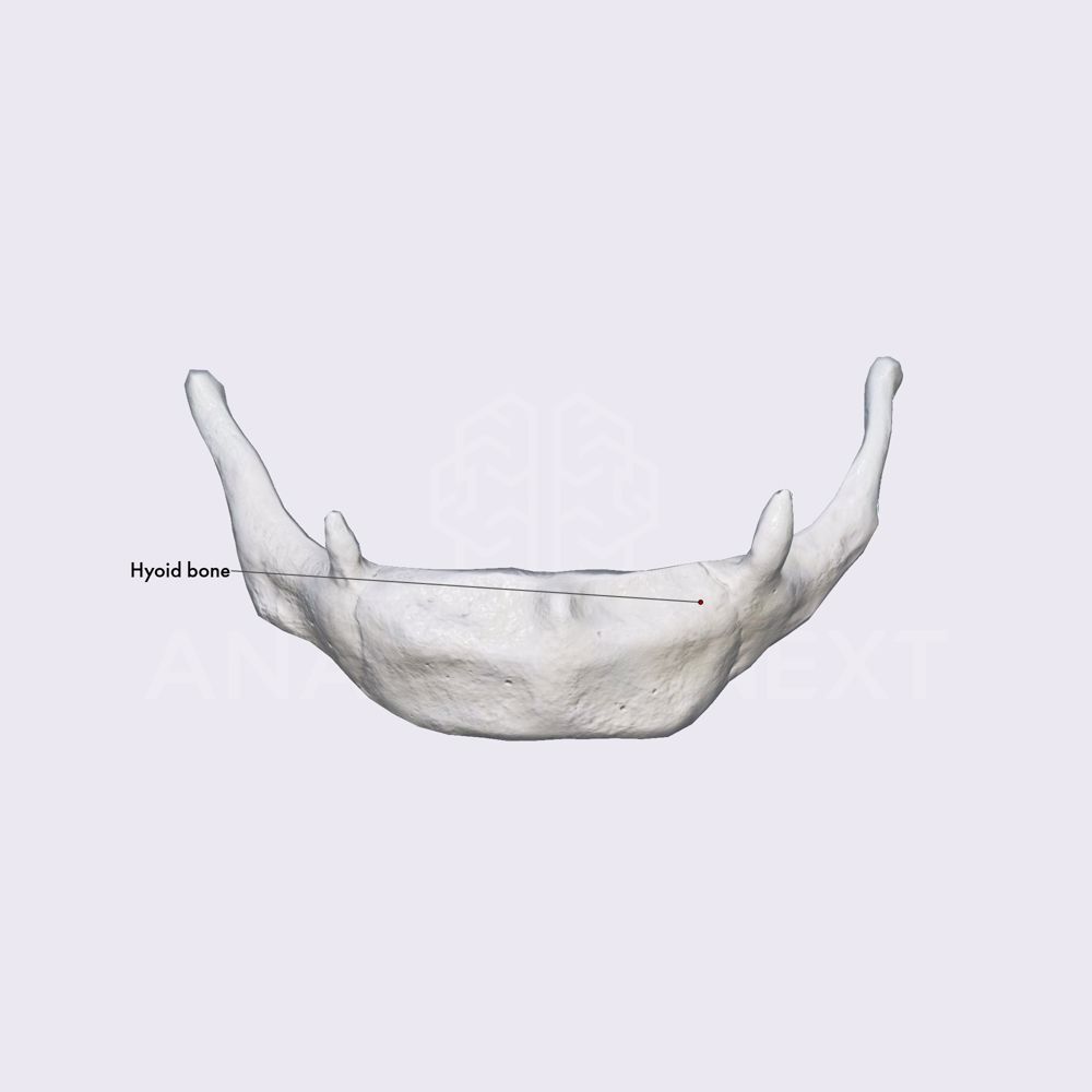 Hyoid bone (overview)