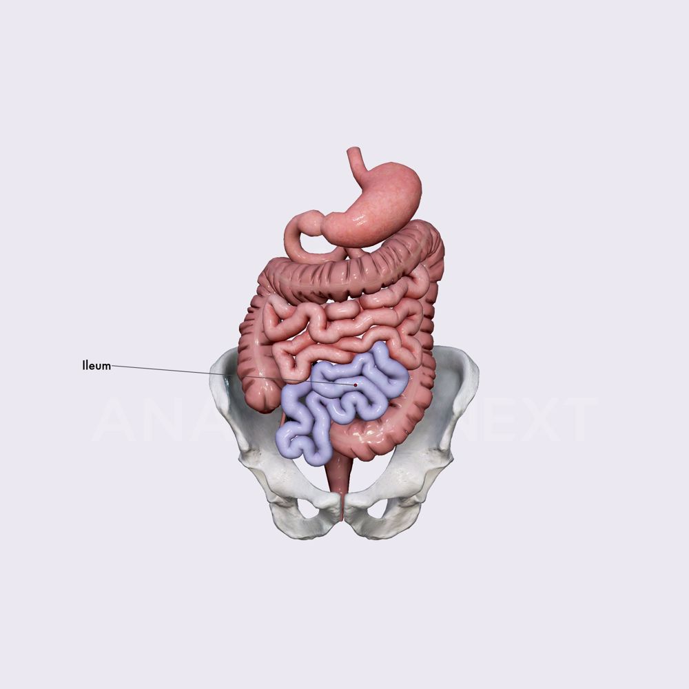 Ileum