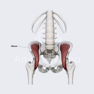 Iliacus muscle image