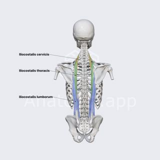 Iliocostalis muscle image