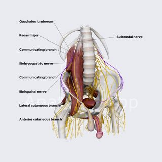 Iliohypogastric nerve (male pelvis) image