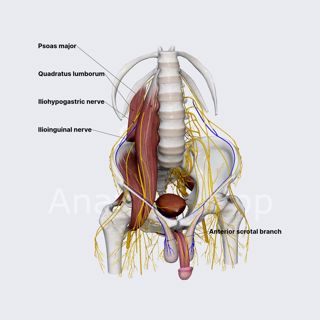 Ilioinguinal nerve (male pelvis) image
