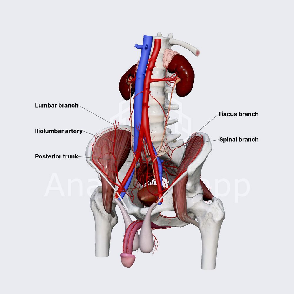 Iliolumbar artery
