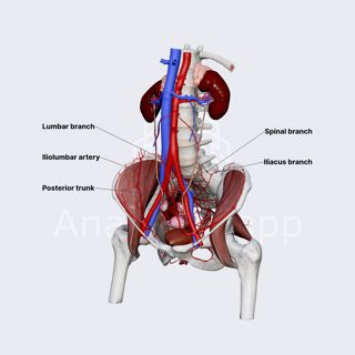 Iliolumbar artery (female pelvis) image