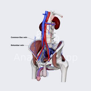 Iliolumbar vein image