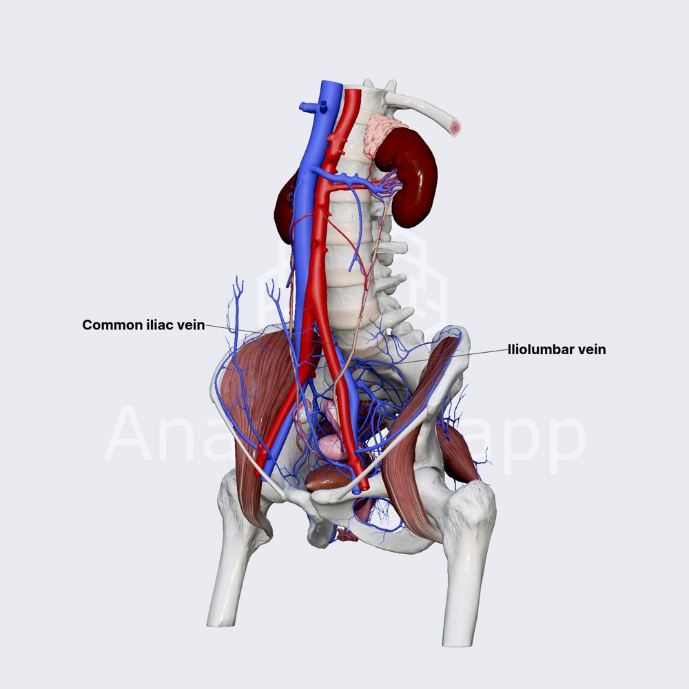 Iliolumbar vein