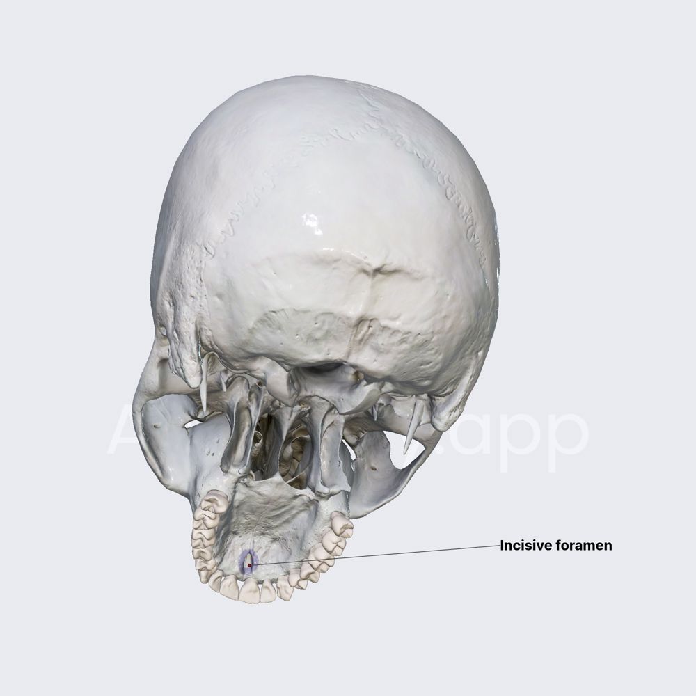 Incisive foramen