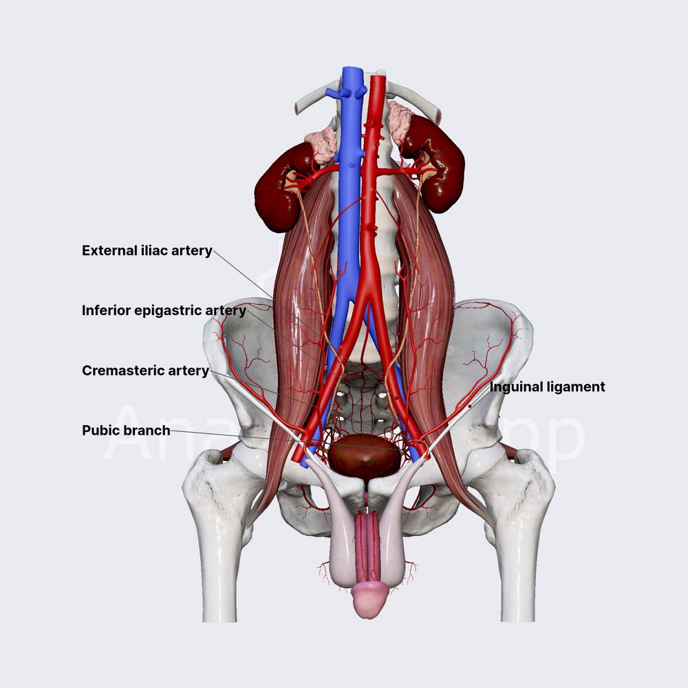 Inferior epigastric artery