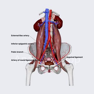 Inferior epigastric artery (female pelvis) image