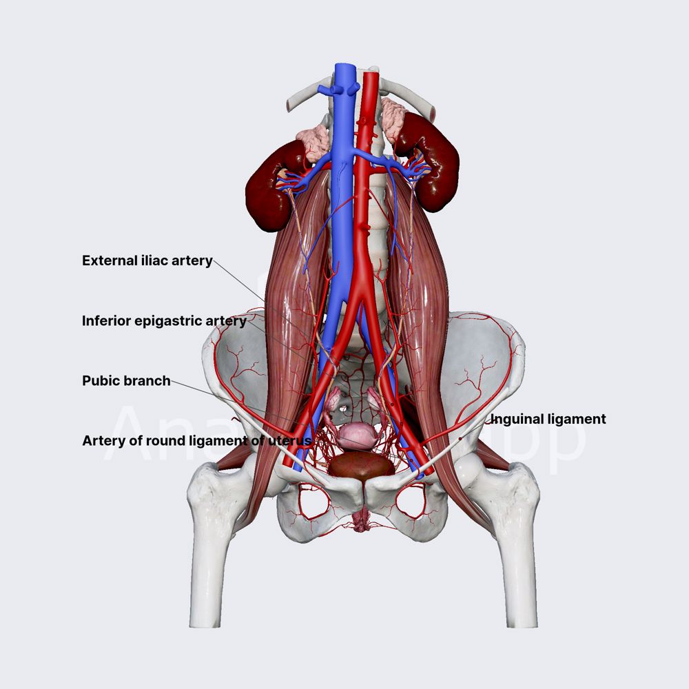 Inferior epigastric artery