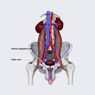 Inferior epigastric vein image