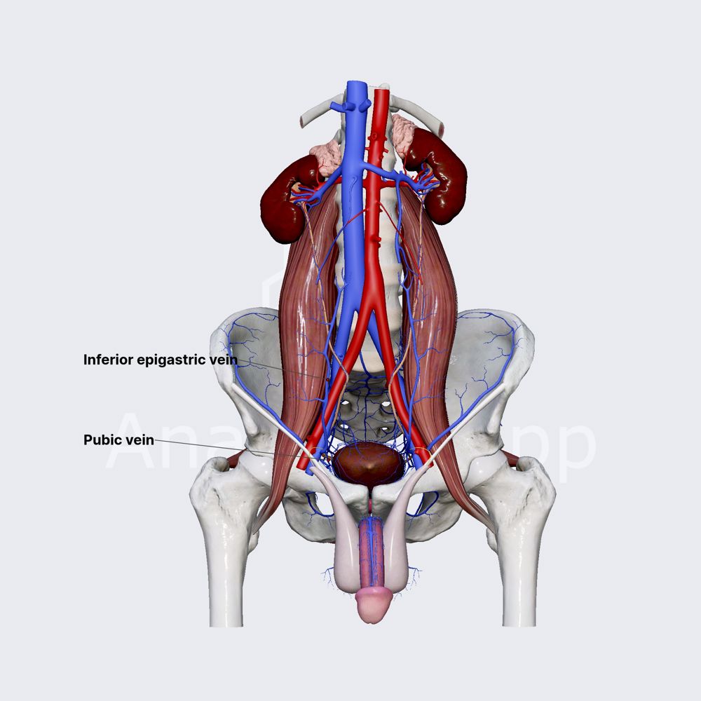 Inferior epigastric vein