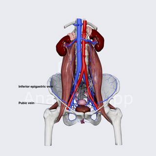 Inferior epigastric vein (female pelvis) image