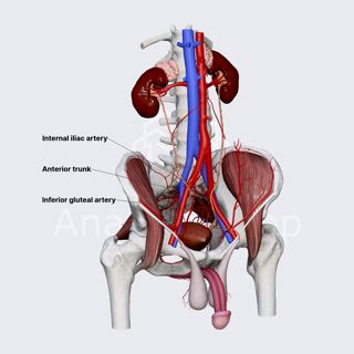 Inferior gluteal artery (male pelvis) image