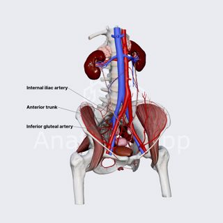 Inferior gluteal artery (female pelvis) image