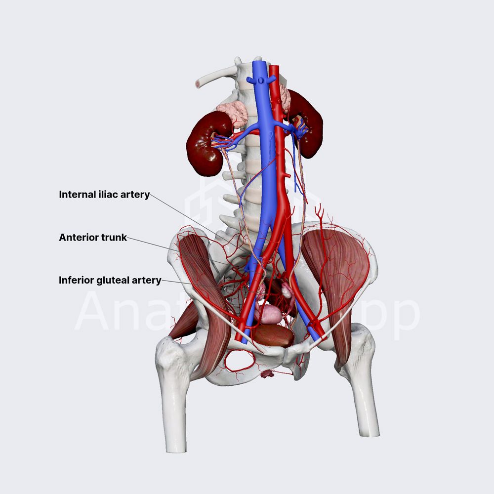 Inferior gluteal artery
