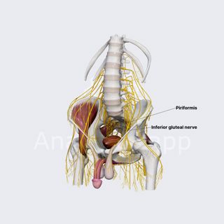 Inferior gluteal nerve (male pelvis) image