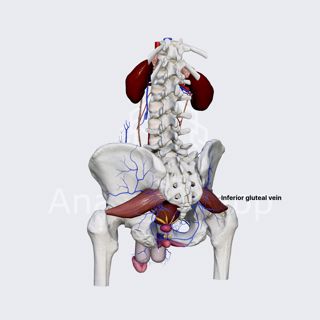 Inferior gluteal veins image