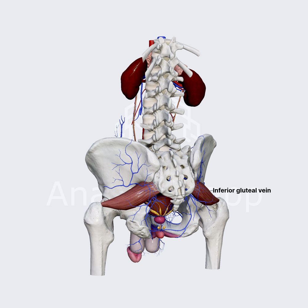 Inferior gluteal veins