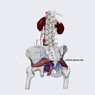 Inferior gluteal veins (female pelvis) image