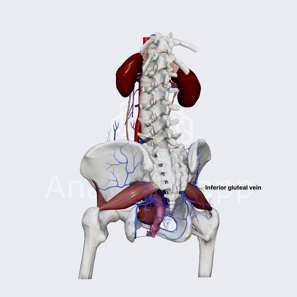 Inferior gluteal veins