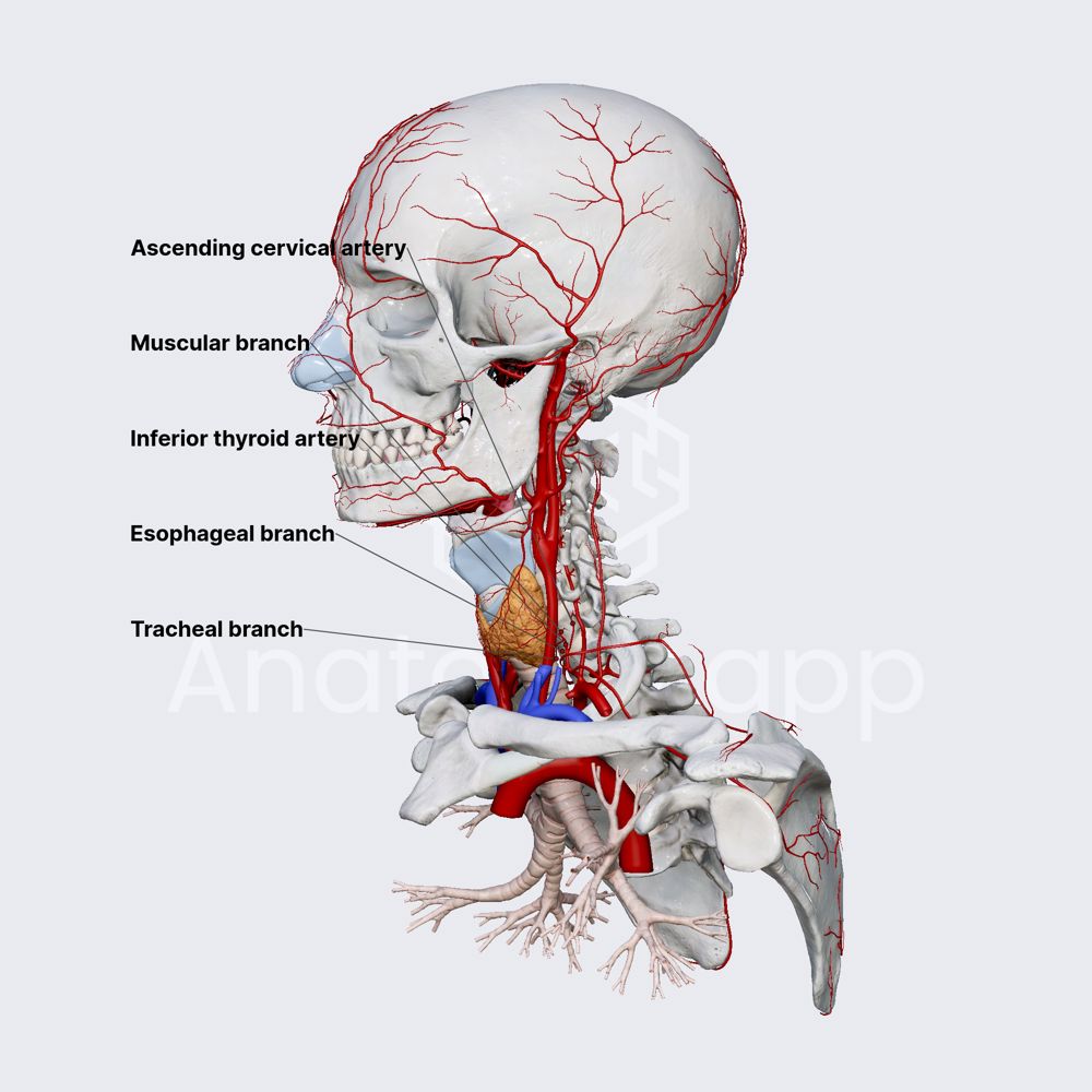 Inferior thyroid artery