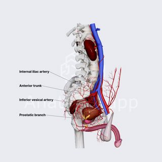 Inferior vesical artery (male pelvis) image