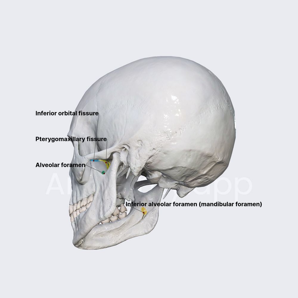 Infratemporal fossa (openings)