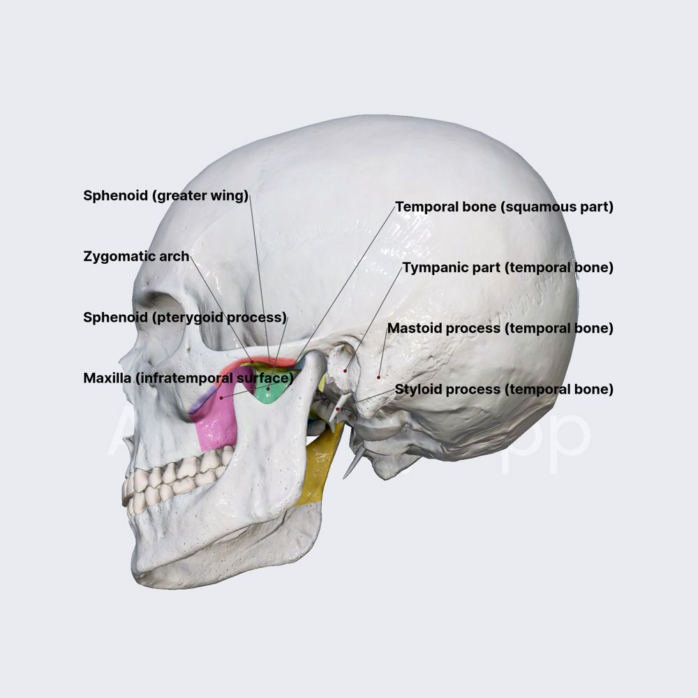 Infratemporal fossa (walls and borders)