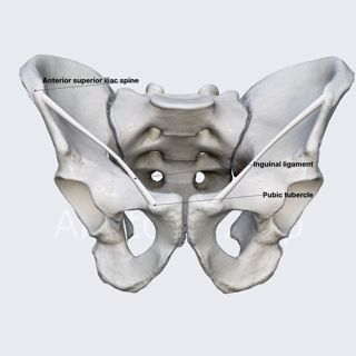 Inguinal ligament image