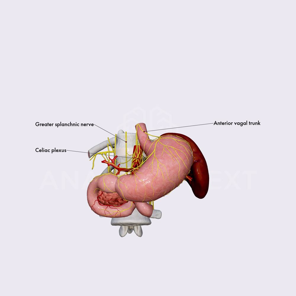 Innervation of duodenum