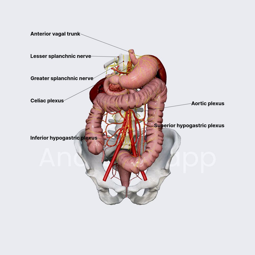 Innervation of large intestine