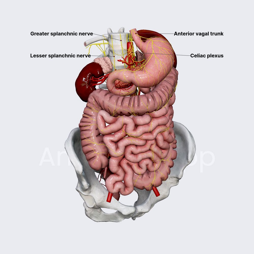 Innervation of small intestine