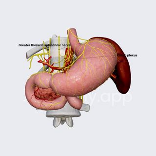 Innervation of pancreas image