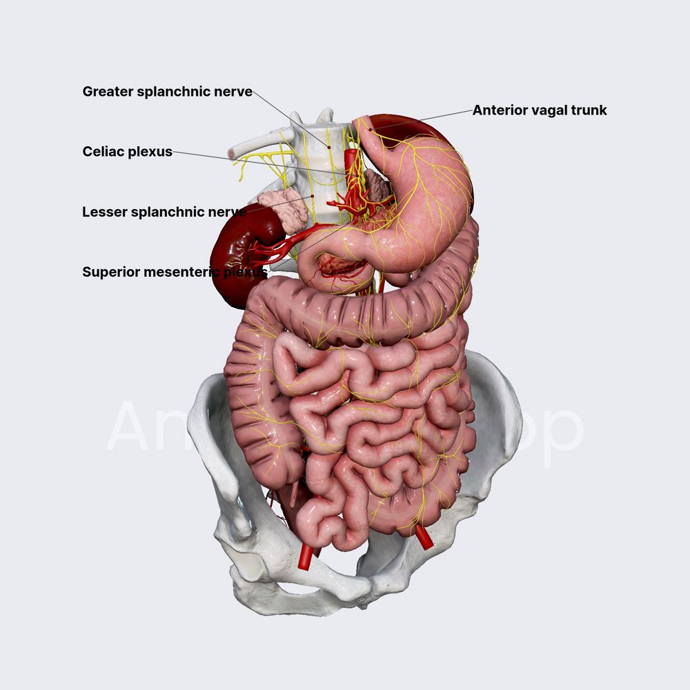 Innervation of small intestine