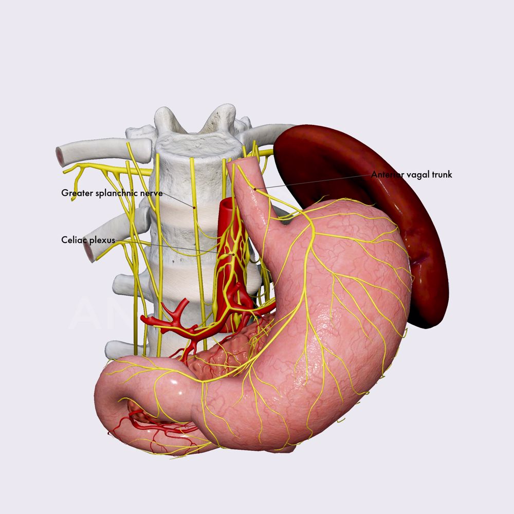 Innervation of stomach